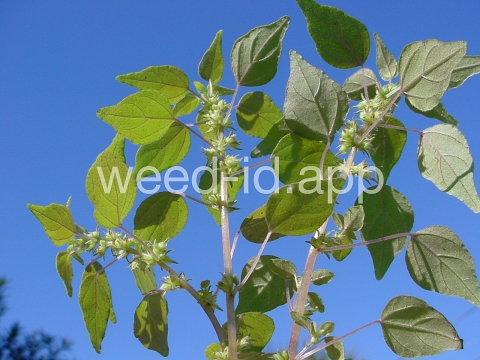 pellitory, Florida